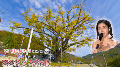 내가 사랑한 것들은 #홍자 와 함께하는 공주시 계룡면 화은리 은행나무 / KBS 대전방송