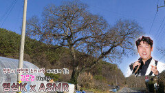 강촌에 살고 싶네 #강문경 과 함께하는 청양군 남양면 신왕리 팽나무 | KBS 방송