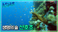 아름다운 산호초와 무수한 생명들 [바다 AMSR]