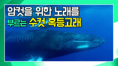 태평양으로 온 앤디, 혹등고래의 소리를 찾아서! [앤디의 사파리 탐험]