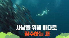[지구대비행] 사냥을 위해 바다로 잠수하는 개넛(Gannet)