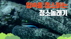 [대산호초] 자이언트 그루퍼의 입속의 기생충을 먹어주는 청소놀래기
