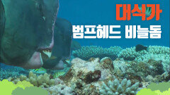 [대산호초] 산호초를 덩어리 채 먹는 범프헤드 비늘돔