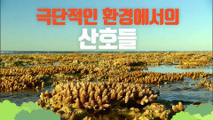 [대산호초] 산호가 가열되어 뼈대 안으로 숨는 폴립들