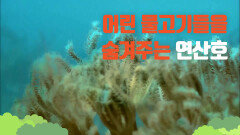 [대산호초] 어린 물고기들을 숨겨주는 연산호