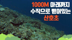 [대산호초] 산호초 벽이 1000M 아래까지 수직으로 뻗어있는 레인섬 바다