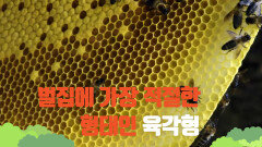 [자연의 힘] 벌집에 가장 적절한 형태인 육각형