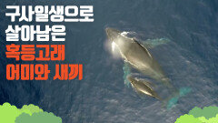 [푸른바다, 몬테레이만] 구사일생으로 살아남은 혹등고래 어미와 새끼