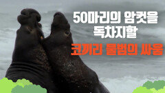 [푸른바다, 몬테레이만] 싸움의 승자는 50마리의 암컷을 독차지할 수있는 코끼리 물범