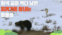 [3색 계절, 옐로스톤 국립공원] 회색 곰이 먹다 남은 찌꺼기를 탐내는 동물들