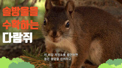 [3색 계절, 옐로스톤 국립공원] 수백 개의 솔방울을 수확하는 다람쥐