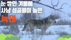 [3색 계절, 옐로스톤 국립공원] 눈 쌓인 겨울에 사냥 성공률이 높은 늑대