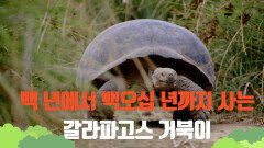 [미션 갈라파고스] 1년까지 먹이나 물을 먹지 않아도 살 수 있는 갈라파고스 거북이