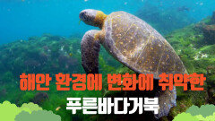 [미션 갈라파고스] 해안 환경에 변화에 취약한 푸른바다거북