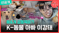 [전지적 참견 시점 선공개] 사람 반 동물 반인 K-동물 아빠 이강태의 보금자리 대공개!, MBC 260214 방송