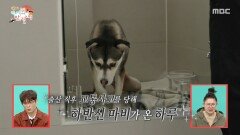 [전지적 참견 시점] 구조한 동물들 케어하는 이강태 점점 상태가 좋아지는 동물들, MBC 260214 방송