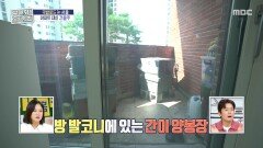 집에서 꿀을 얻는다! 방 발코니의 작은 양봉장, MBC 251127 방송