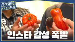토마토마저 오브제가 되는 순간 울퉁불퉁 신기한 토마토, MBC 260709 방송