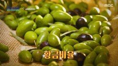올리브유가 하나의 생활 문화인 스페인, 올리브유의 황금 비율은?, MBC 260201 방송