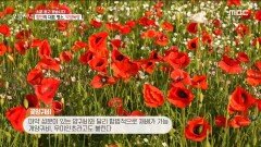 함안의 대표 명소, 악양둑방!, MBC 220518 방송