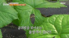 곰취 밭을 찾아오는 불청객이 있다?!, MBC 240417 방송