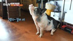 마돈나를 쏙 빼닮은 그녀, 꿀순이 훈련 없이 개인기도 한가득?!, MBC 251106 방송