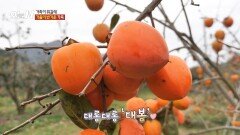 주렁주렁 황금빛 물결🧡 사람 손길을 기다리는 탐스러운 대봉, MBC 251117 방송
