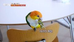 개와 앵무새는 잘 지낼 수 있을까?🦜 개껌까지 나눠 뜯는 우정, MBC 251119 방송