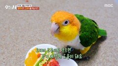 매운맛을 못 느낀다?️ 고추씨를 먹고 감기 예방하는 앵무새, MBC 251119 방송