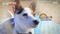 야바위 승률 100%? 백발백중 천재견 등장!, MBC 251217 방송