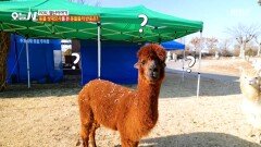 동물에게 동물 성대모사 실험! 과연 통했을까?, MBC 251224 방송