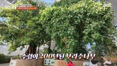 수령이 200년 이상 된 보리수나무 한 그루에 1억 원인 나무가 있다?!, MBC 260113 방송