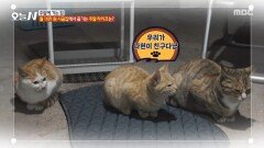 동물 친구들과 만날 수 있는 시골집 고양이와 강아지 친구들, MBC 260120 방송