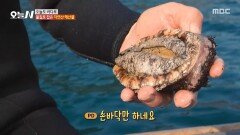 30년 차 베테랑 잠수부의 하루🤿 바닷속에서 건져낸 자연산 전복과 문어, MBC 260120 방송