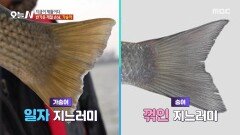 지금은 가숭어철! 가숭어와 숭어의 차이점은?🧐, MBC 260122 방송