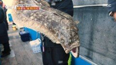 참돔 잡다가 얻은 뜻밖의 선물 쏨뱅이와 엄청난 크기의 대광어, MBC 260129 방송