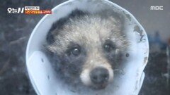 [오늘 N] 다친 야생동물을 구하라🦝 야생동물 구조센터의 하루, MBC 260309 방송