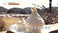 [오늘 N] 시래기 요리의 숨겨진 비결, 토종 배추 뿌리🥄, MBC 260311 방송