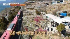 [오늘 N] 인생 사진 성지 발견 기차 소리와 꽃향기가 어우러진 낭만 여행, MBC 260316 방송