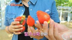 [오늘 N] 배 타고 떠나는 대부도 여행️ 달콤하게 즐기는 딸기 체험, MBC 260428 방송