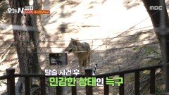 [오늘 N] 드디어 다시 만난 늑구 두 달 만에 마주한 감동의 재회, MBC 260615 방송