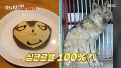 [오늘 N] 늑구의 무사 귀환을 기원하며 만든 늑대 빵, MBC 260615 방송