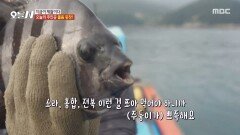 [오늘 N] 오늘의 주인공! 뾰족한 입과 꼬리를 가진 자연산 돌돔 , MBC 260618 방송