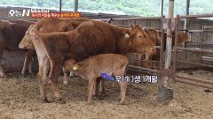 [오늘 N] 알람 대신 소들의 우렁찬 모닝콜 축사 한복판에서 대환장 파티?! , MBC 260622 방송