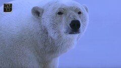 창사특집 UHD 다큐멘터리 '곰' - 곰에게 배우다 (2월18일 월 밤11시10분 방송)