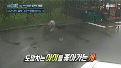 8살 아이가 당한 끔찍한 개물림, MBC 220804 방송