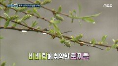 야생에 적응하지 못하는 집토끼들..., MBC 220811 방송