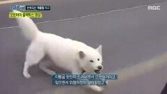 5년간 피해 사례 20여건, 반복된 개물림 사건, MBC 251023 방송