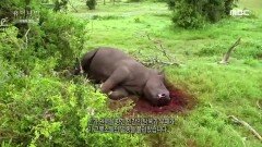 잘못된 믿음에 멸종 위기에 처한 코뿔소 ＂코뿔소 뿔이 약재로 인기래요..＂