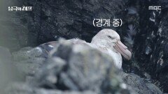 남극의 상위 포식자, 거대한 자이언트 패트럴, MBC 251201 방송